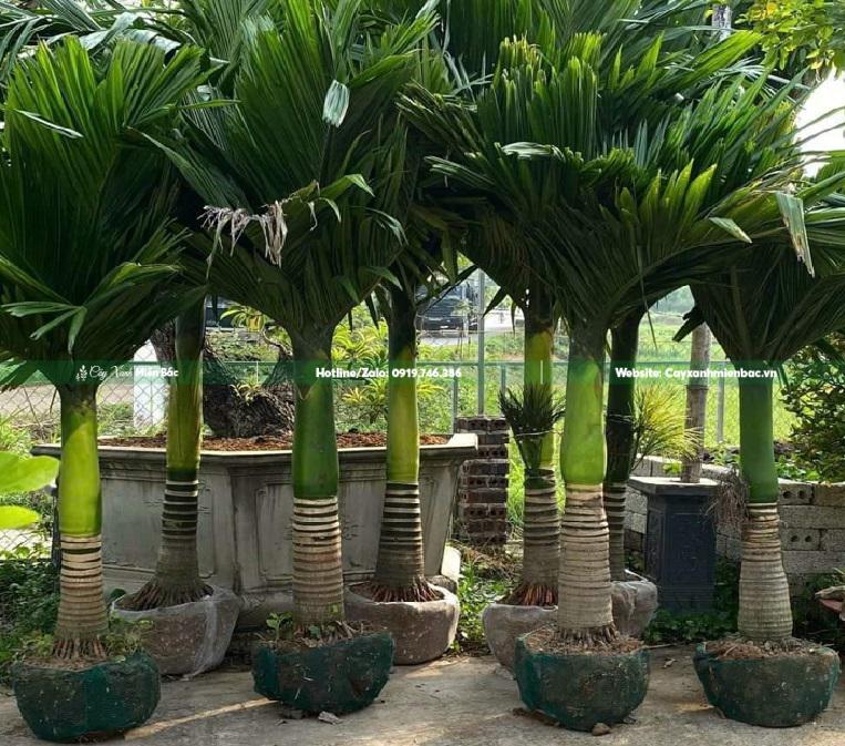 mua cây cau lùn mua cây cau lùn