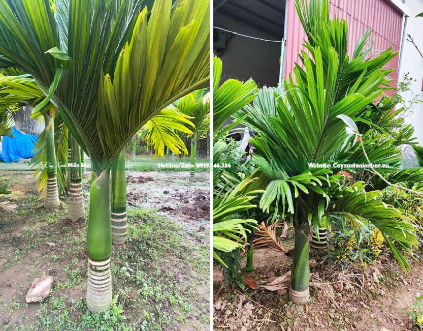 trồng cây cau lùn trồng cây cau lùn