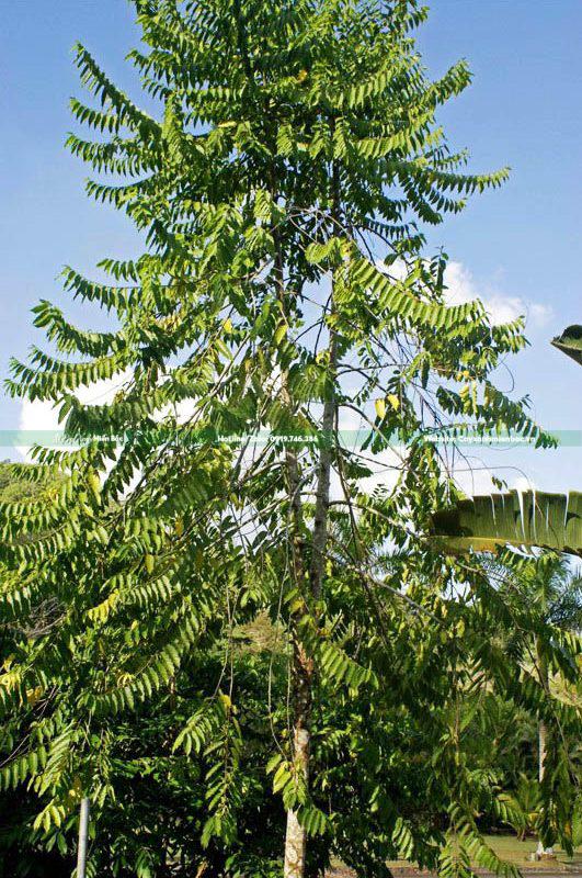 cây hoàng lan giá tốt