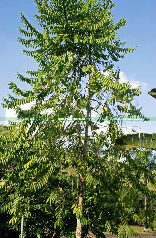 cây hoàng lan giá tốt cây hoàng lan giá tốt