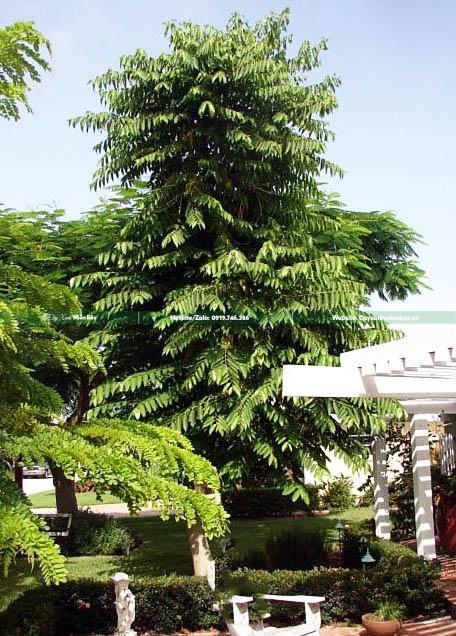 cây hoàng lan hoa vàng giá tốt cây hoàng lan hoa vàng giá tốt