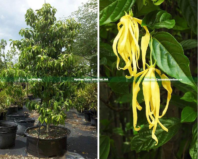 cây hoàng lan hoa vàng cây hoàng lan hoa vàng