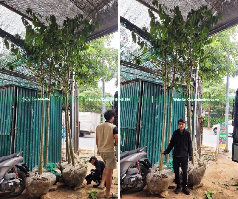 mua cây hoàng lan mua cây hoàng lan