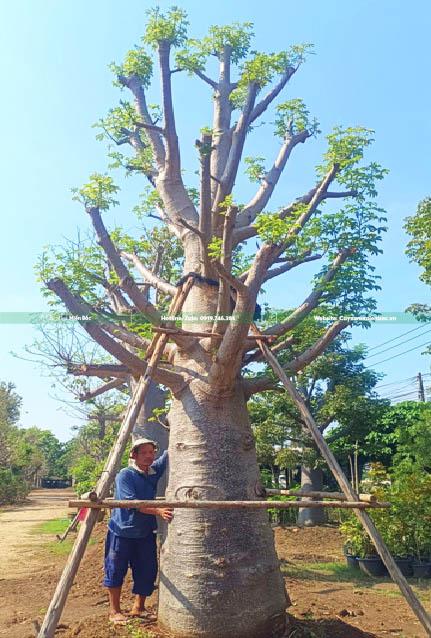 Cây baobap cỡ lớn Cây baobap cỡ lớn