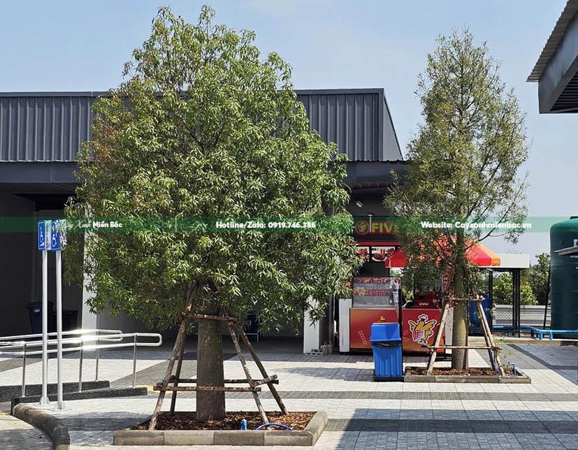 Cây baobap trồng nhà máy