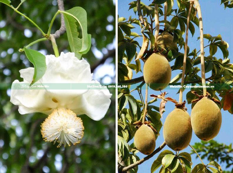 Hoa và quả baobap Hoa và quả baobap