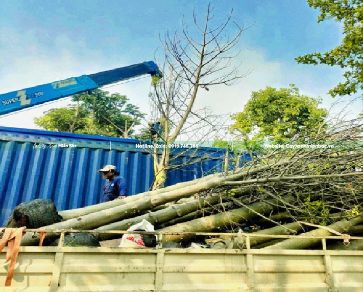 bán cây bao báp giá tốt