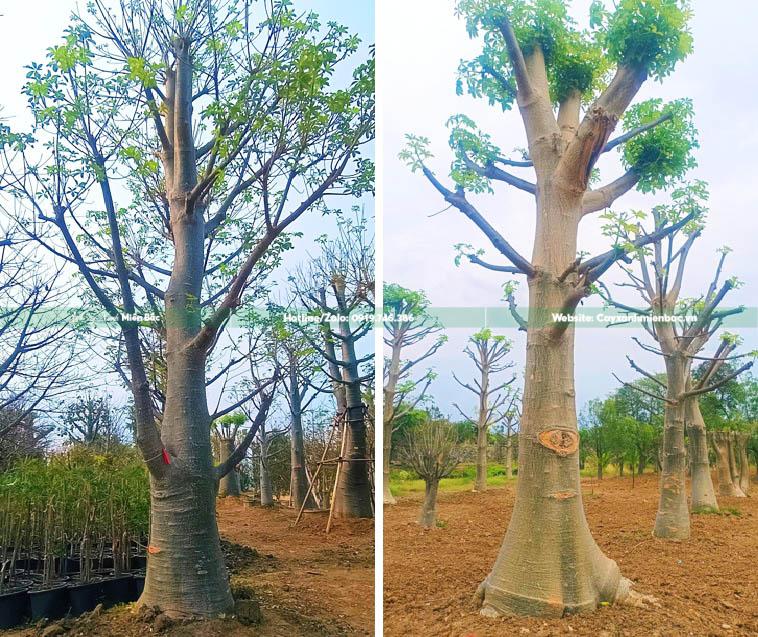 bán cây baobab