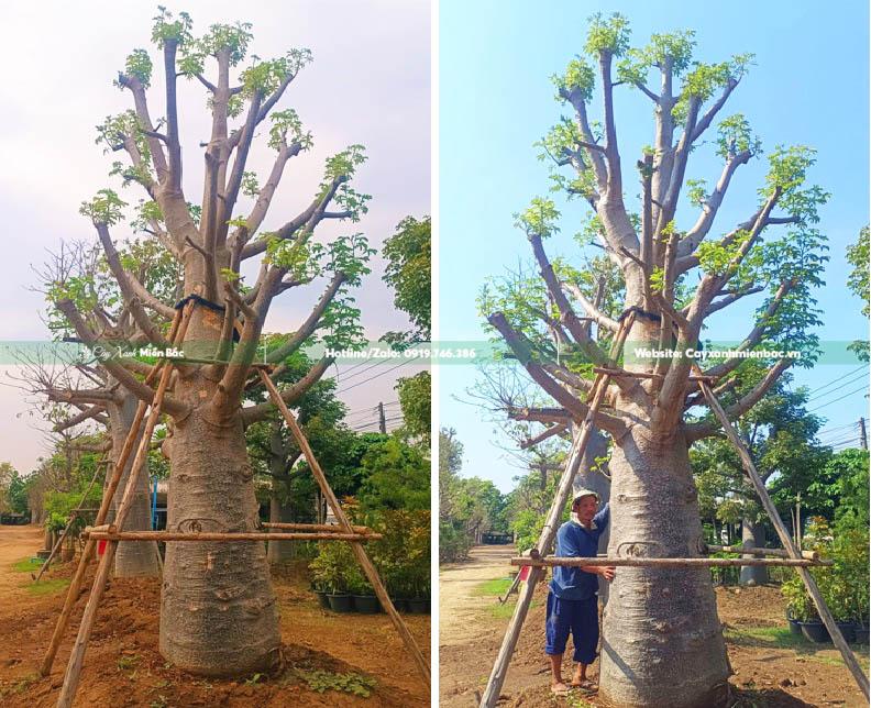 cây bao báp cỡ lớn