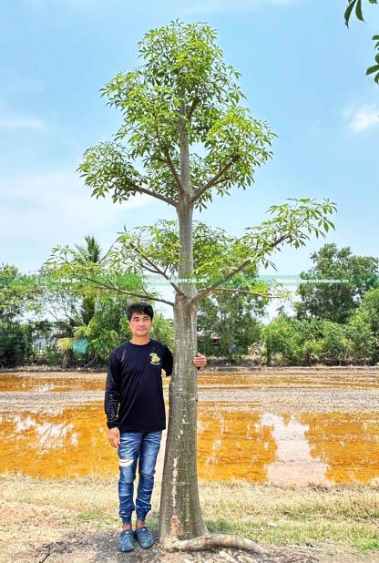 cây bao báp giá rẻ cây bao báp giá rẻ