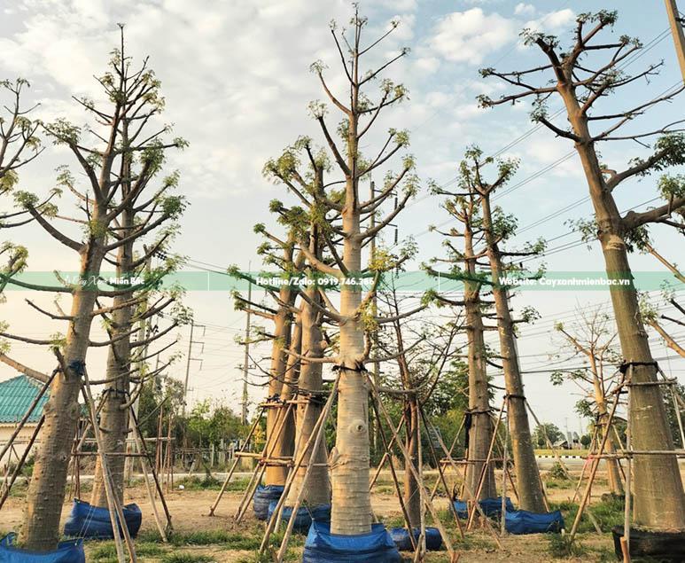 cây bao báp giá tốt