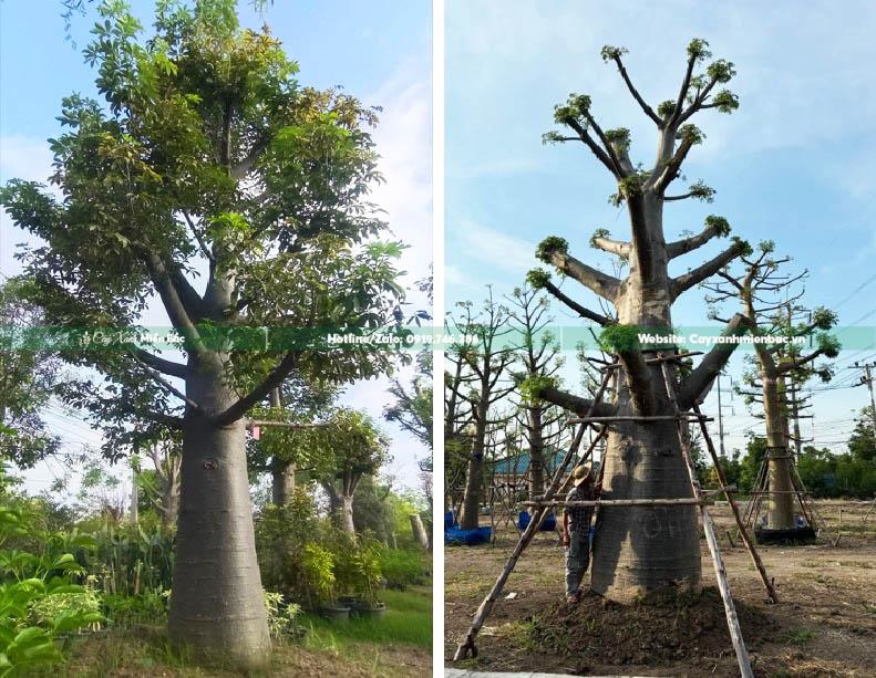 cây bao báp khổng lồ
