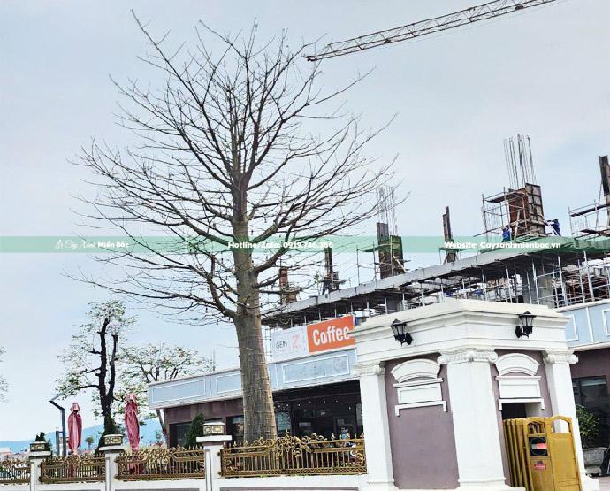 cây bao báp tại việt nam
