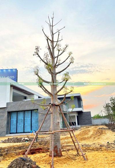 cây bao báp trồng công trình cây bao báp trồng công trình