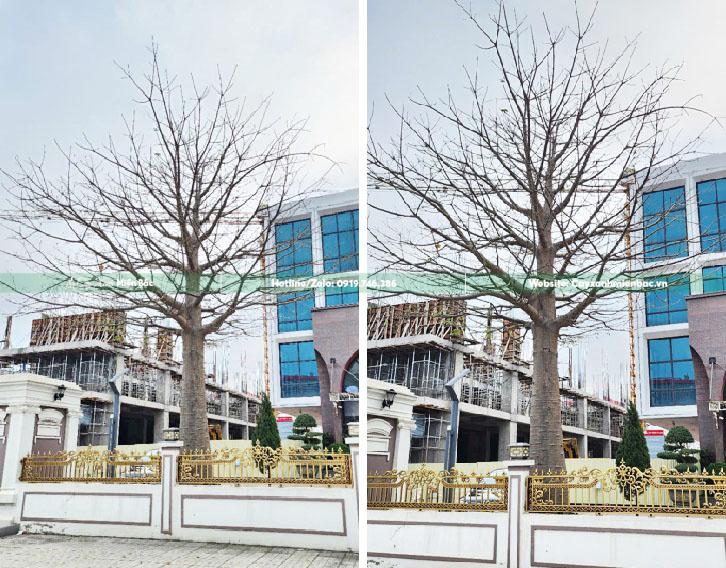 cây baobab trồng Việt Nam