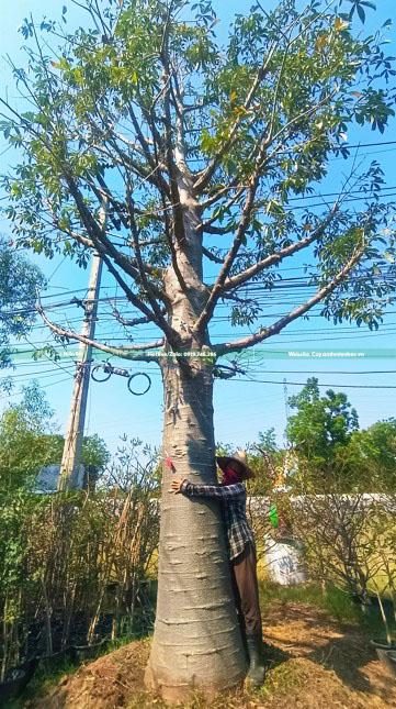 cây baobab cây baobab