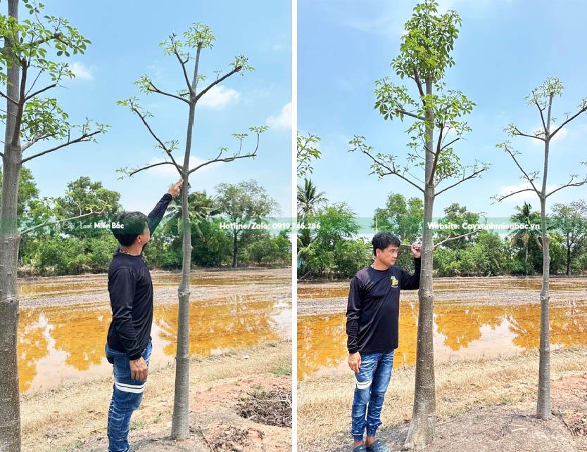 cây baobap cỡ nhỏ
