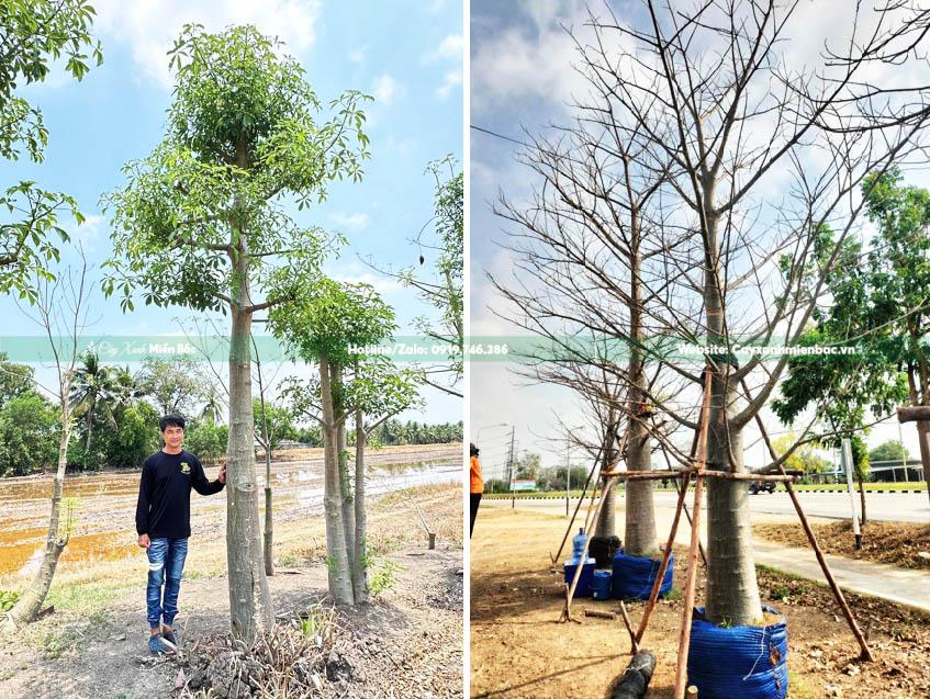 cây baobap cỡ trung bình