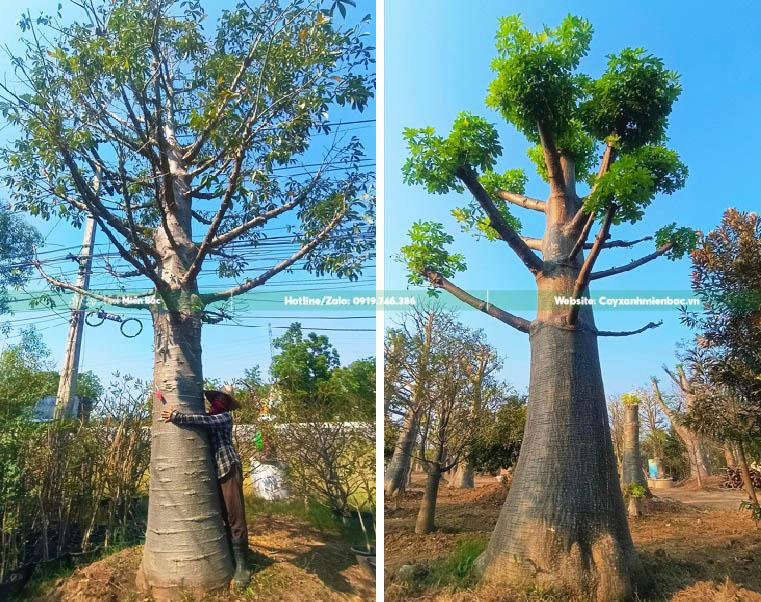 cây baobap giá rẻ