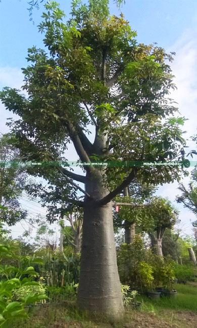 cây baobap giá tốt cây baobap giá tốt