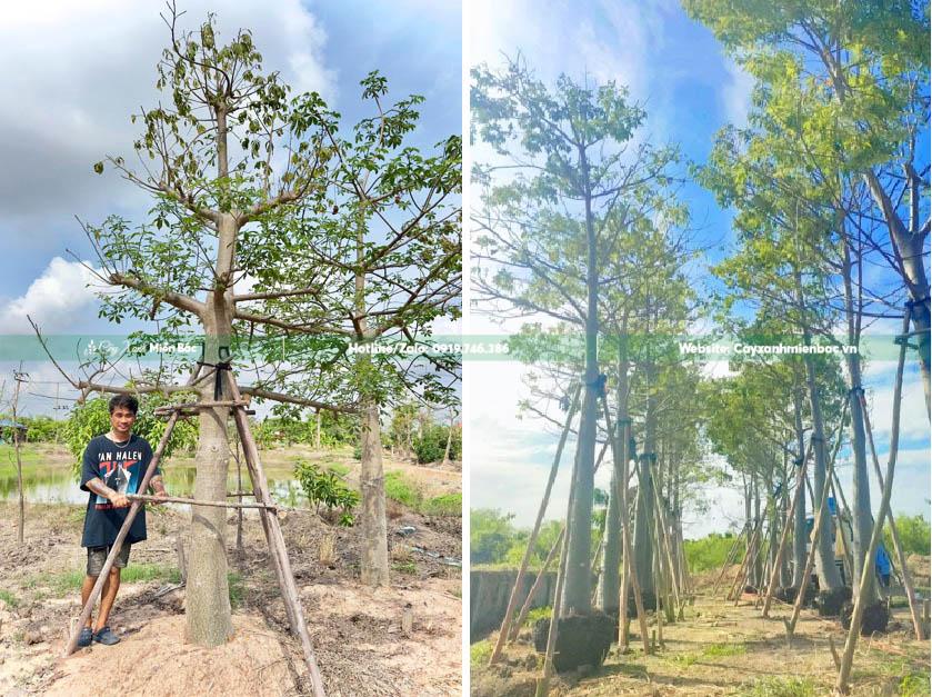 cây baobap tại việt nam