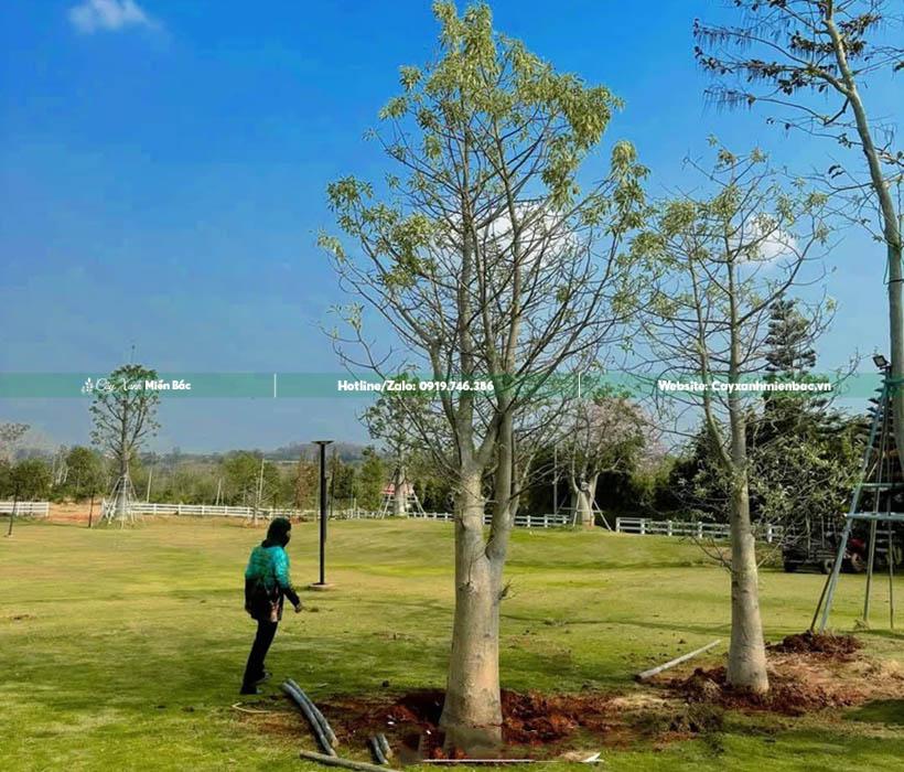 cây baobap trồng tại công viên