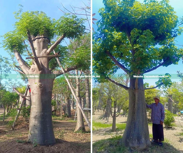 đặc điểm sinh trưởng cây baobap