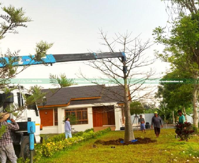 mua cây bao báp giá tốt