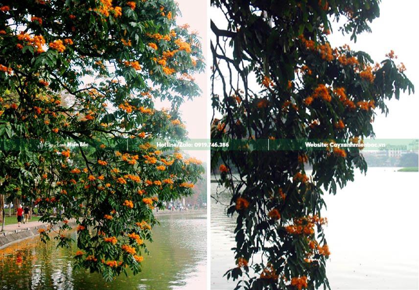 Hoa vàng anh thân gỗ