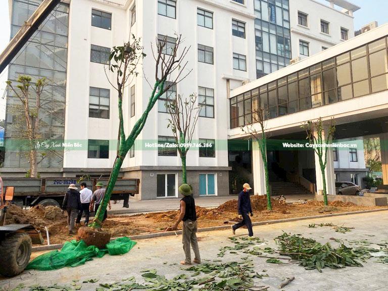 Trồng cây vàng anh công trình Trồng cây vàng anh công trình