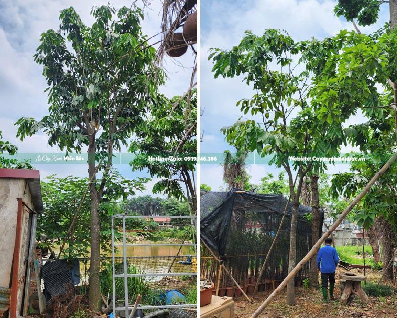 bán cây vàng anh giâm ủ