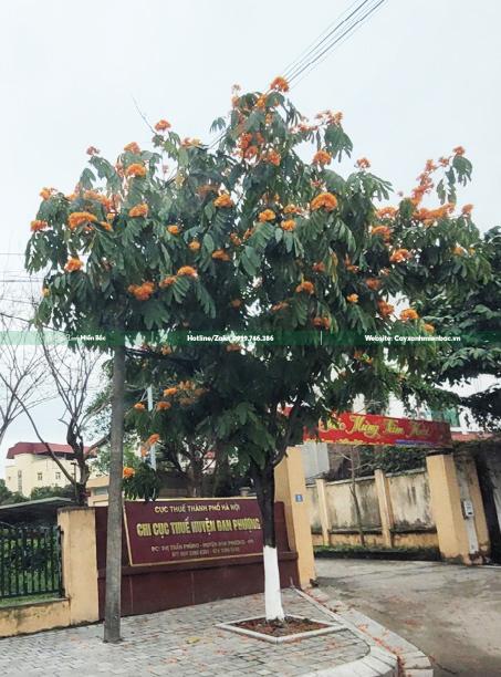 bán cây vàng anh thân gỗ bán cây vàng anh thân gỗ