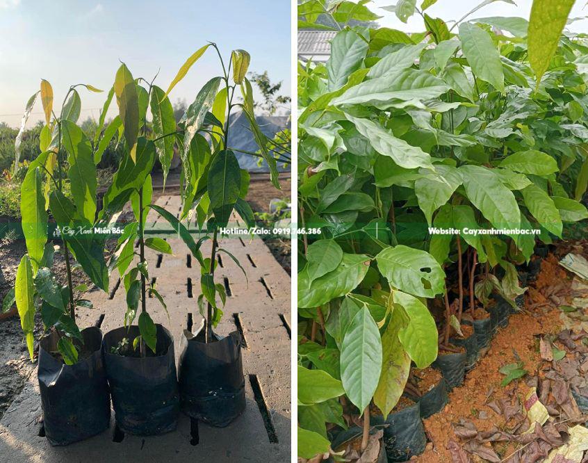 cây giống vàng anh