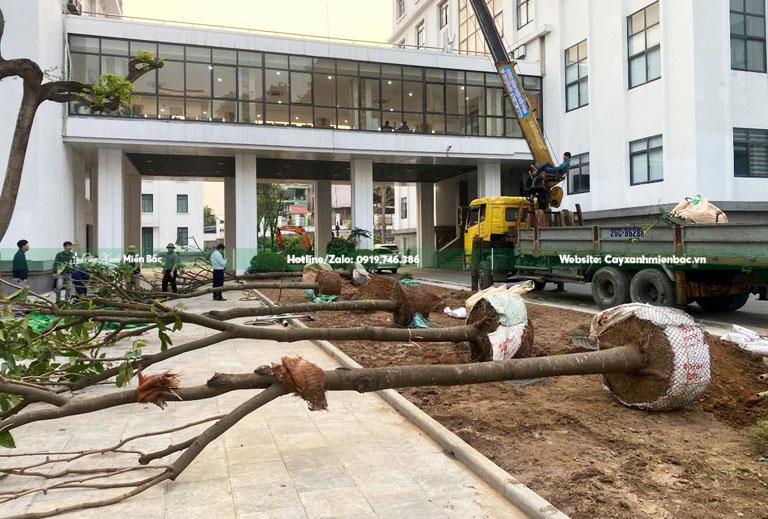 cây vàng anh bán giá tốt