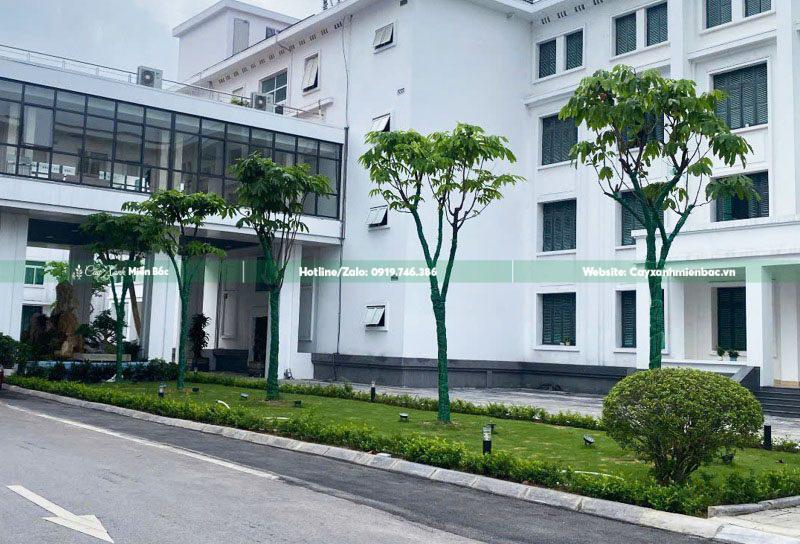 cây vàng anh có hoa vàng