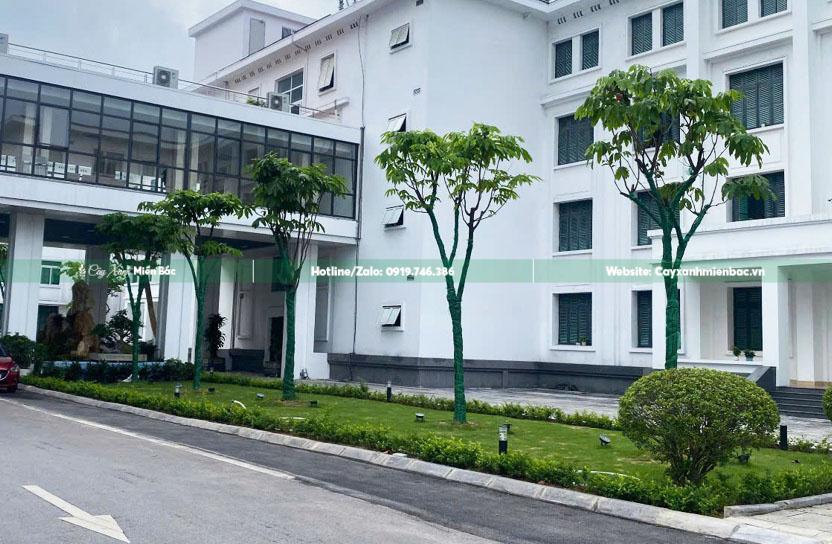 cây vàng anh có hoa vàng cây vàng anh có hoa vàng