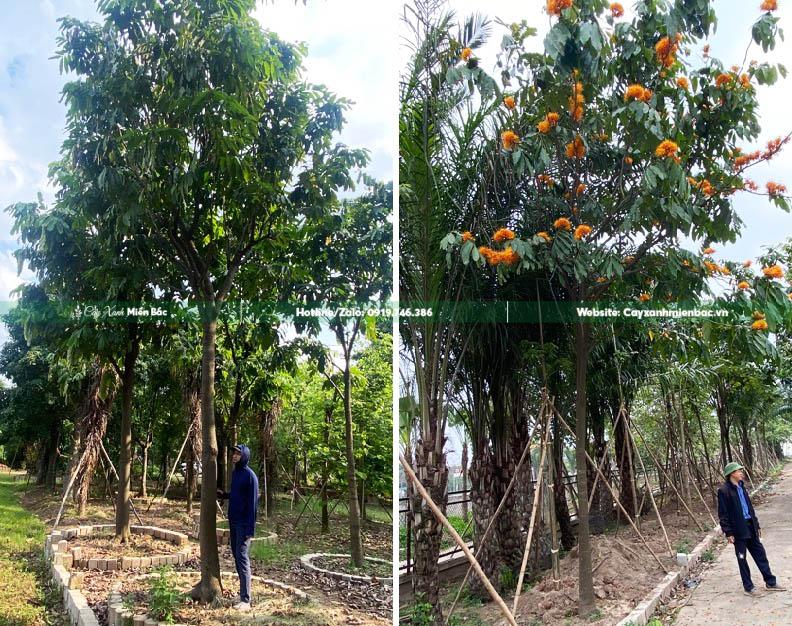 cây vàng anh cỡ lớn