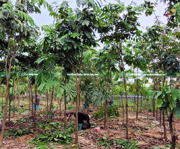 cây vàng anh cỡ nhỏ