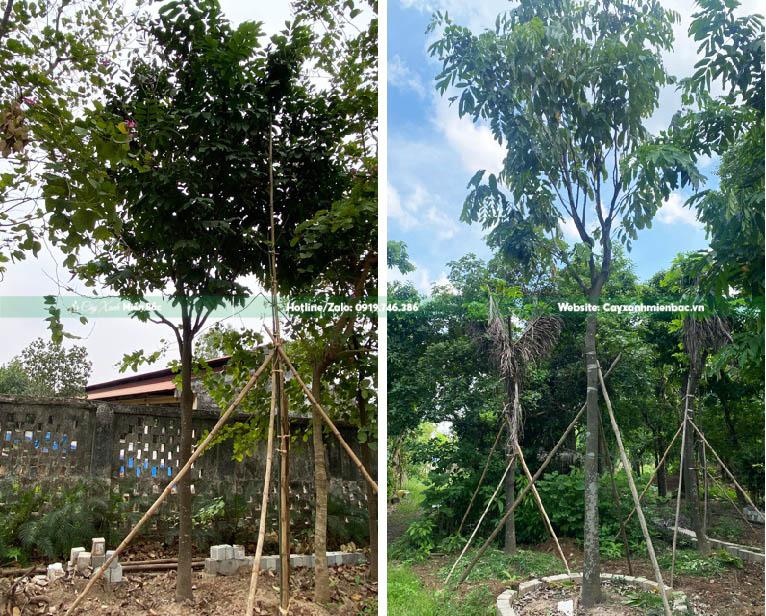cây vàng anh cỡ trung bình