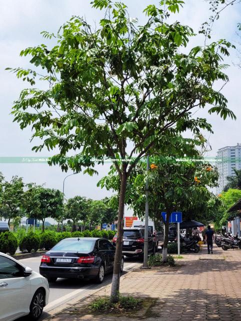 cây vàng anh công trình cây vàng anh công trình