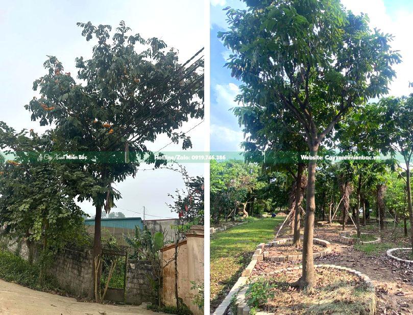 cây vàng anh hoa vàng đường phố