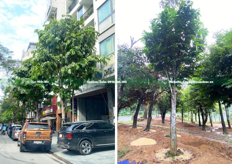 cây vàng anh hoa vàng giá tốt