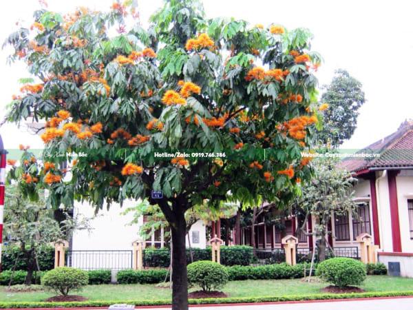 cây vàng anh hoa vàng thân gỗ