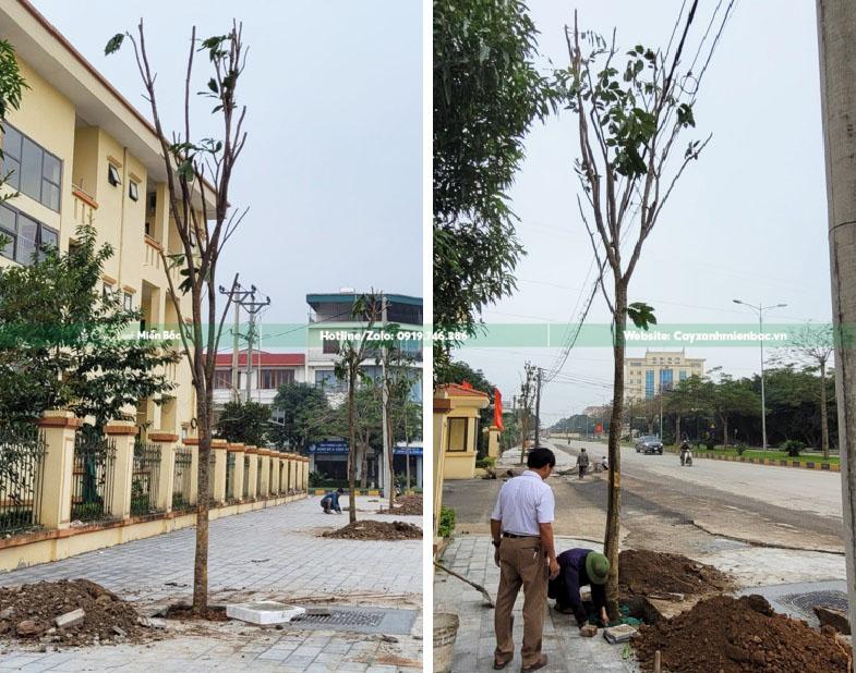 cây vàng anh hoa vàng
