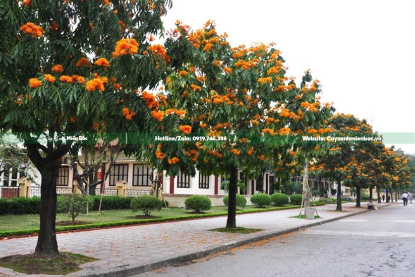 cây vàng anh trồng đường phố