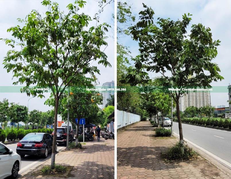 cây vàng anh trồng tuyến phố