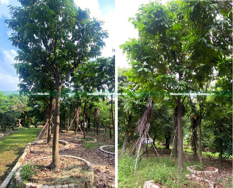 giá mua cây vàng anh