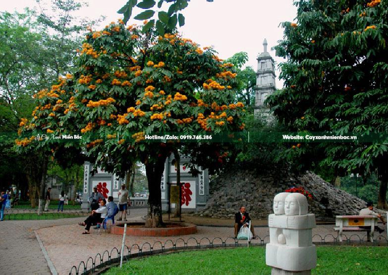 hoa vàng anh nở tại Hà Nội