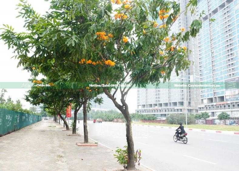 mua bán cây vàng anh công trình