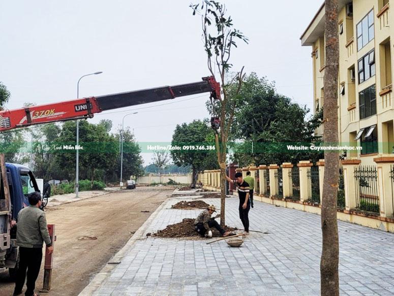 mua bán cây vàng anh giá rẻ